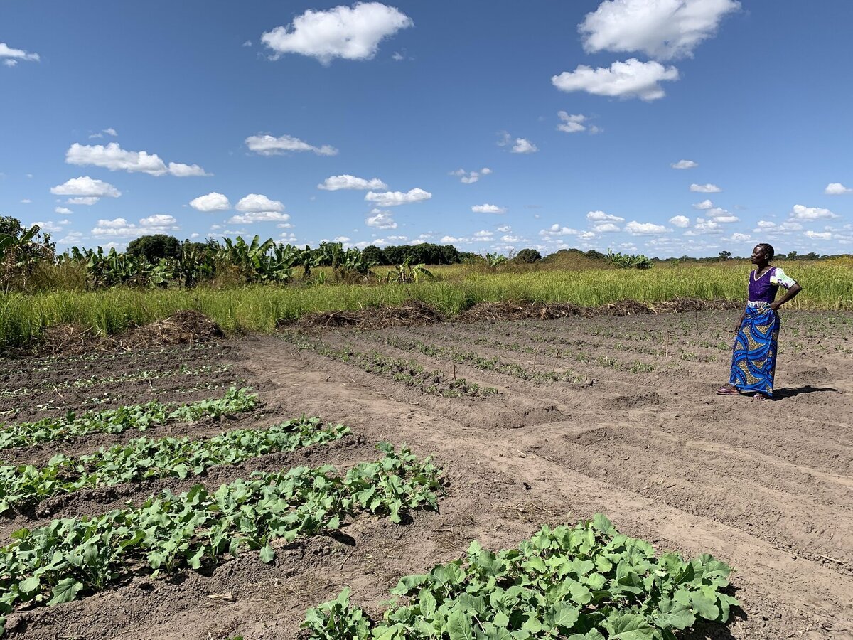 Zambia este una dintre țările puternic afectate de schimbările climatice Zambia este una dintre țările puternic afectate de schimbările climatice