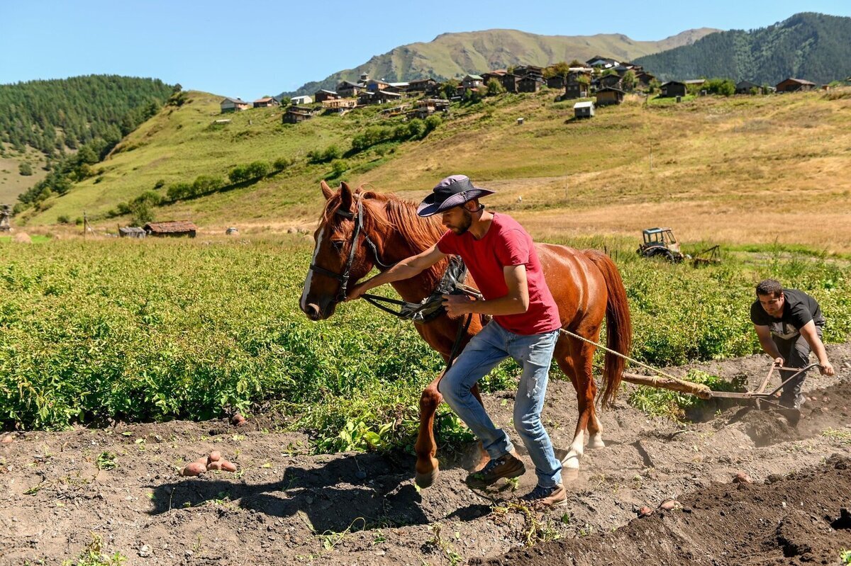 Pământurile Georgie sunt potrivite pentru agricultură Pământurile Georgie sunt potrivite pentru agricultură